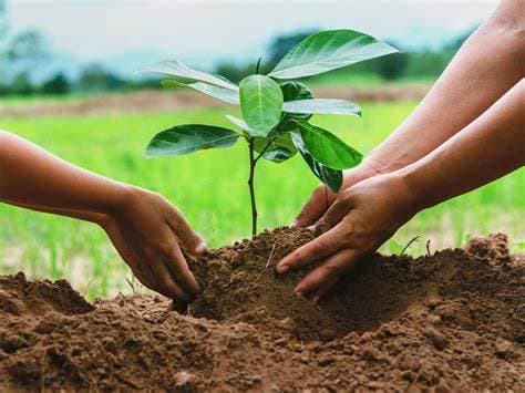Children, volunteers, plantation